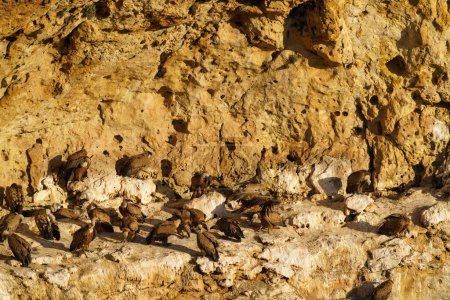 Téléchargez les photos : Groupe de Vautours Griffon dans le nid de pierre dans les rayons du soleil aube - en image libre de droit