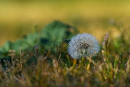 Photo for White dandelion with dewdrops on green grass out of focus - Royalty Free Image