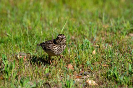 Photo for Song sparrow perched on the ground looking and foraging for food - Royalty Free Image