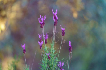 Photo for Field of purple lavender flowers with out-of-focus background - Royalty Free Image