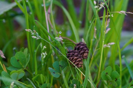 Photo for Close-up of pine cones on green plants - Royalty Free Image