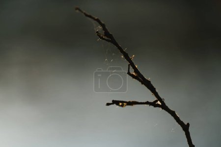 Photo for Back lighting of dry branch in autumn and out-of-focus background - Royalty Free Image