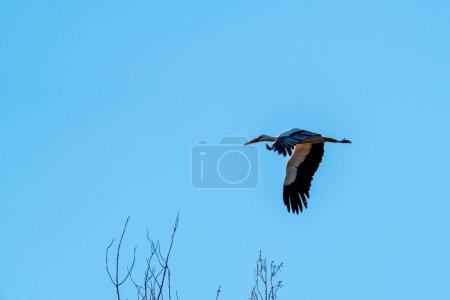 Photo for Black and white stork flying over tree branches with blue sky in the background - Royalty Free Image