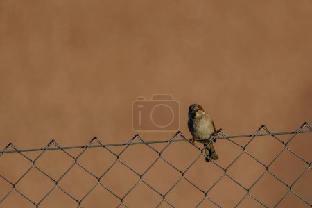 Photo for Small bird perched on fence - Royalty Free Image