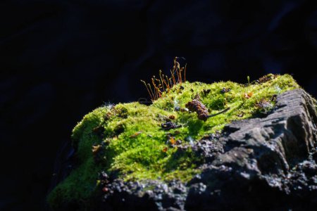 Photo for Close-up of rock with moss and dark background - Royalty Free Image