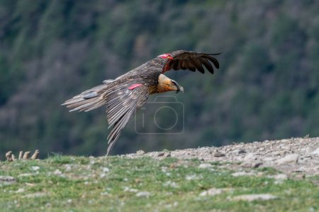 Photo for Adult bearded vulture flying very close to the ground - Royalty Free Image