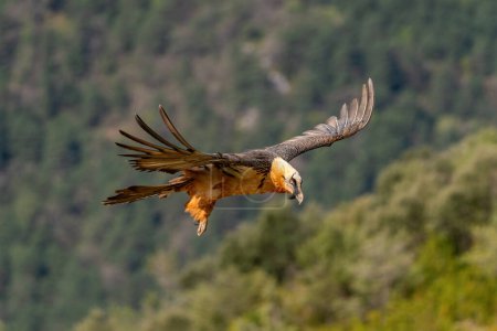 Photo for Adult Bearded Vulture flying near mountain peaks - Royalty Free Image