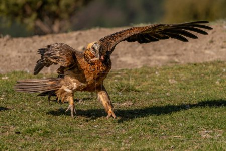 Photo for Adult Bearded Vulture starting flight with a bone in its beak - Royalty Free Image