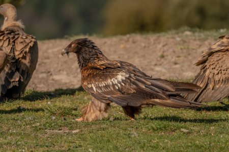 Photo for Young Bearded Vulture watching and perched among griffon vultures - Royalty Free Image