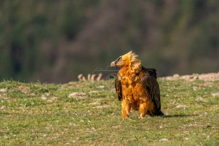 Photo for Adult Bearded Vulture perched on the grassy ground and watching - Royalty Free Image