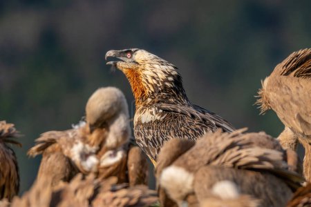Photo for Adult Bearded Vulture perched with vultures around it - Royalty Free Image