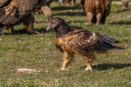 Photo for Young Bearded Vulture perched on the ground with vultures around it - Royalty Free Image