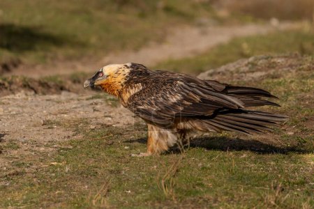 Photo for Adult bearded vulture perched on grassy ground - Royalty Free Image