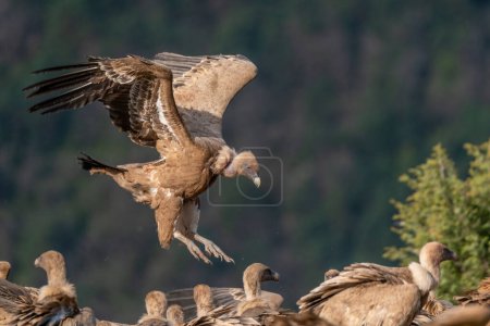 Photo for Griffon vulture landing with forest in the background - Royalty Free Image
