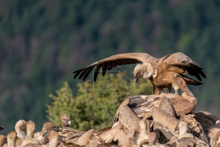 Young bearded vulture flying with out-of-focus forest in the background