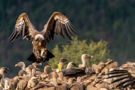 Griffon vulture landing on a group of griffon vultures