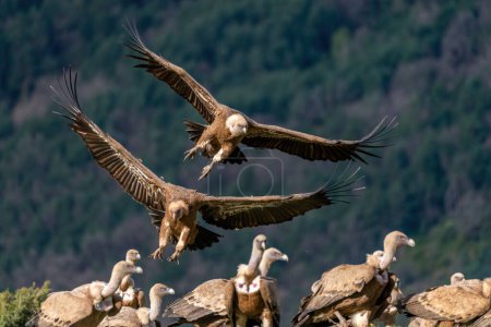 Photo for Pair of griffon vultures landing on the ground - Royalty Free Image