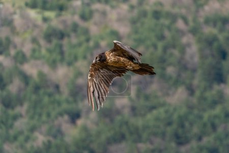 Photo for Young Bearded Vulture flying with the forest in the background - Royalty Free Image