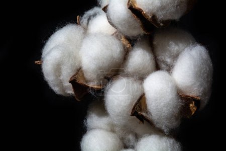 Photo for Cotton flower on a black background. Closeup of a dry plant - Royalty Free Image