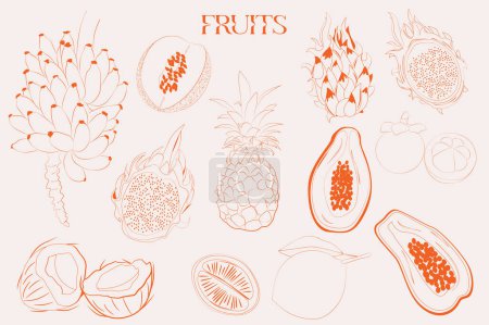 Ilustración de Colección de frutas exóticas. Fruta tropical. Piña, papaya, fruta de dragón, plátano, coco, melón, mangostán. Ilustración vectorial editable. - Imagen libre de derechos