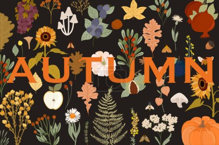 Carteles de otoño, tarjeta de otoño. Ilustraciones botánicas, hojas de otoño, cosecha, calabaza, flores silvestres, hierbas, plantas. Ilustración vectorial editable. 