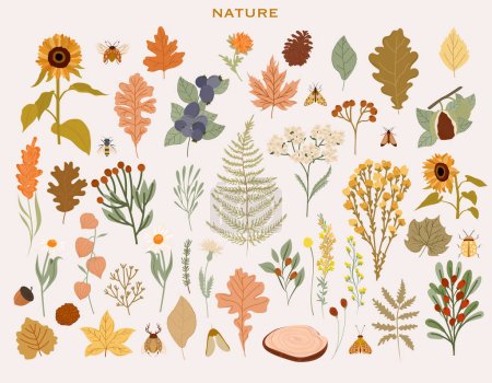 Colección de plantas de otoño, hojas de otoño, flores silvestres, bayas, helechos, castañas. Set de otoño botánico. Ilustración vectorial editable.