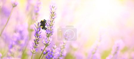 Flores de lavanda planta y la floración en la naturaleza borrosa background.Floral fondo hermosa flor de lavanda y la abeja nature.Bumble abeja en lavender.Abstract fuente.