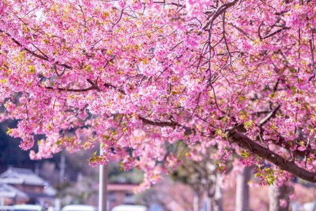 Foto de Flor de cerezo rosa (Sakura) en el árbol bajo el cielo azul, Hermosas flores Sakura durante la temporada de primavera en el parque Japón, Hermoso fondo de primavera de la naturaleza (enfoque suave, fondo de textura) - Imagen libre de derechos