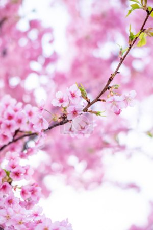 Photo for Pink cherry blossom (Sakura) on the tree under blue sky , Beautiful Sakura flowers during spring season in the park  Japan , Beautiful nature spring background (Soft focus, Texture  Background) - Royalty Free Image