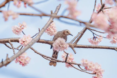 A little bird eats nectar from cherry blossoms (Sakura) on the tree under blue sky , Beautiful Sakura flowers during spring season in the park  Japan (Soft focus)