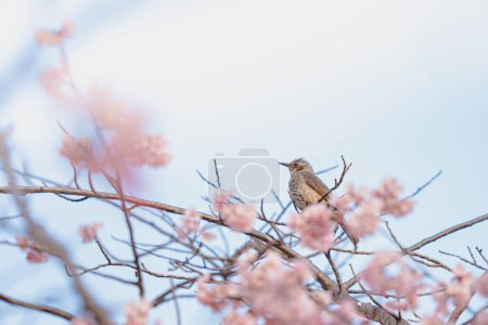 Foto de Un pajarito come néctar de flores de cerezo (Sakura) en el árbol bajo el cielo azul, hermosas flores de Sakura durante la temporada de primavera en el parque Japón (enfoque suave) - Imagen libre de derechos