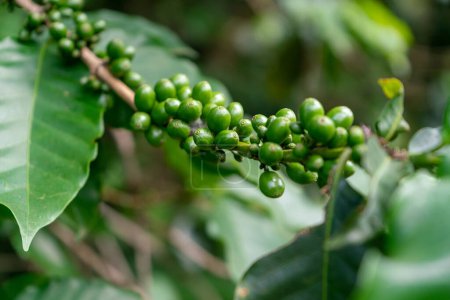Coffee beans in the garden