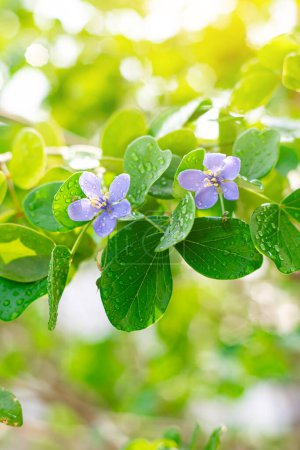 Ton Kaeo Chao Chom or its English name is Lignum Vitae, Beautiful flowers and sunlight is an auspicious tree and is the wood that reigns beautiful wood in thailand