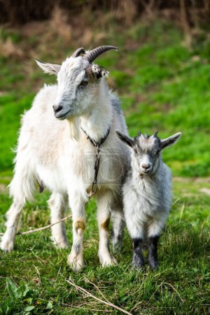 Mother goat with her baby on a green meadow in springtime.