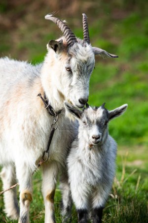 Mother goat with her baby on a green meadow in springtime.