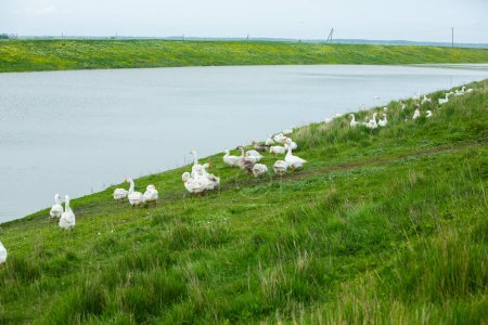 Oies blanches sur une prairie verte près du lac en été.