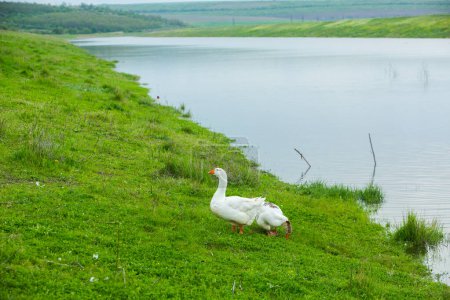Gansos blancos en un prado verde cerca del lago en verano.