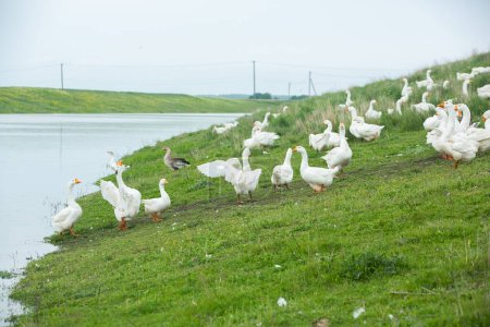 Weiße Gänse im Sommer auf einer grünen Wiese am See.
