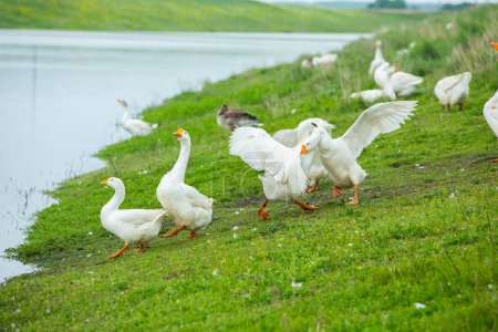 Oies blanches sur une prairie verte près du lac en été.