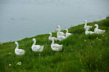 Gansos blancos en un prado verde cerca del lago en verano.