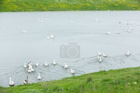 White geese on a green meadow near the lake in summer.