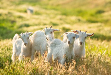 Beautiful goats graze the grass in the country.