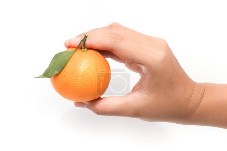 Hand holding fresh organic orange delicious fruit with green leaves isolated on white background clipping path