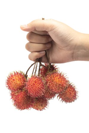 Hand hält einen Bund frischer Bio-Rambutan köstliche Früchte isoliert auf weißem Hintergrund Clipping Pfad