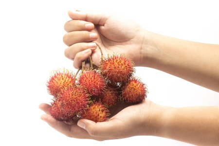 Zwei Hände halten einen Bund frischer Bio-Rambutan köstliche Früchte isoliert auf weißem Hintergrund Clipping Pfad
