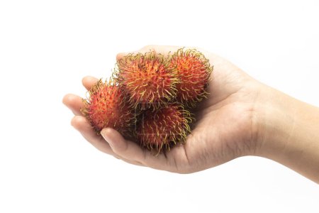 Hand hält frische Bio-Rambutan köstliche Früchte isoliert auf weißem Hintergrund Clipping Pfad