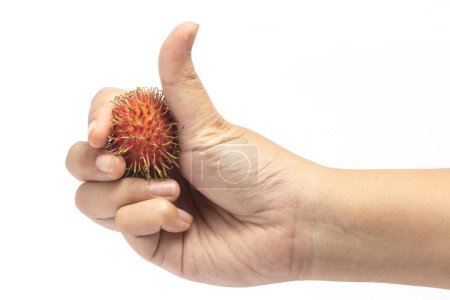 Hand hält frische Bio-Rambutan köstliche Früchte mit Daumenfinger isoliert auf weißem Hintergrund Clipping Pfad