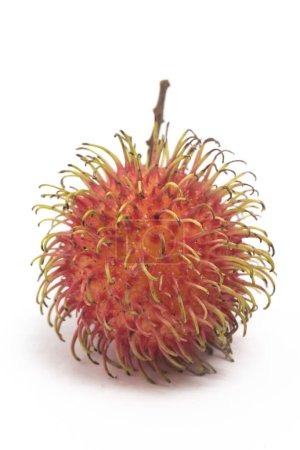 Frische Bio-Rambutan köstliche Früchte mit Zweig isoliert auf weißem Hintergrund Clipping Pfad