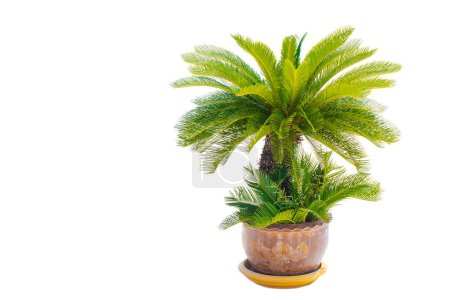 Photo for Palm tree cycas revoluta in clay pots isolated on white background with copy space for add text message, used for in interiors home, garden and park decoration - Royalty Free Image