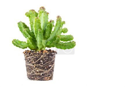 Cactus pot isolated on white background. with root cactus for decorate.